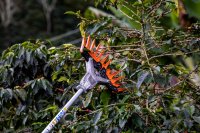 COSECHADOR DE OLIVOS STIHL KA 85 R SP 